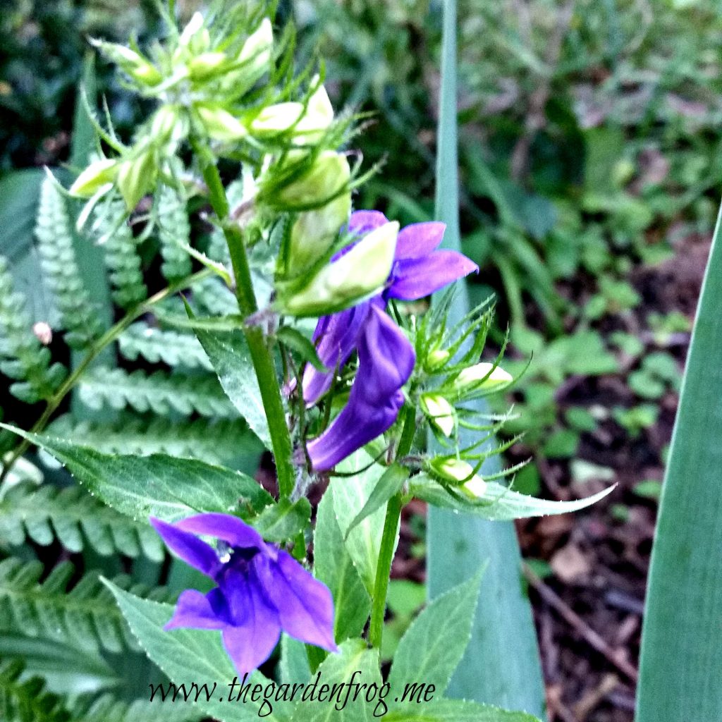 Blue Cardinal Flower, Lobelia siphilitica