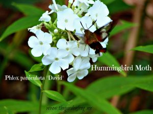 Hummingbird Moth in the garden, Hemaris thysbe