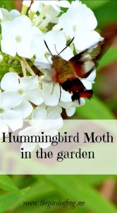 Hummingbird moth in the garden, Hemaris thysbe