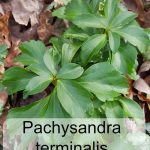 Pachysandria terminalis Japanese Spurge a groundcover to be controlled