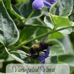 Variegated Vinca (Vinca major 'Variegata') in the Garden