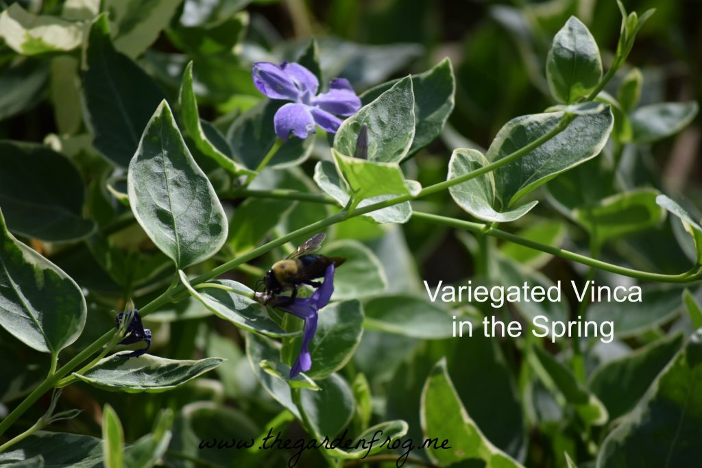 Variegated Vinca (Vinca major 'Variegata') in the Garden