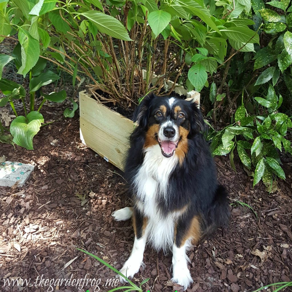 Build a garden planter box from dog ear fence pickets