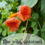 the wild untamed Trumpet vine