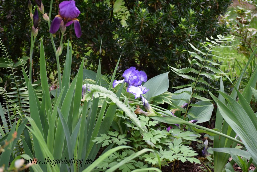 Plant Iris in the garden