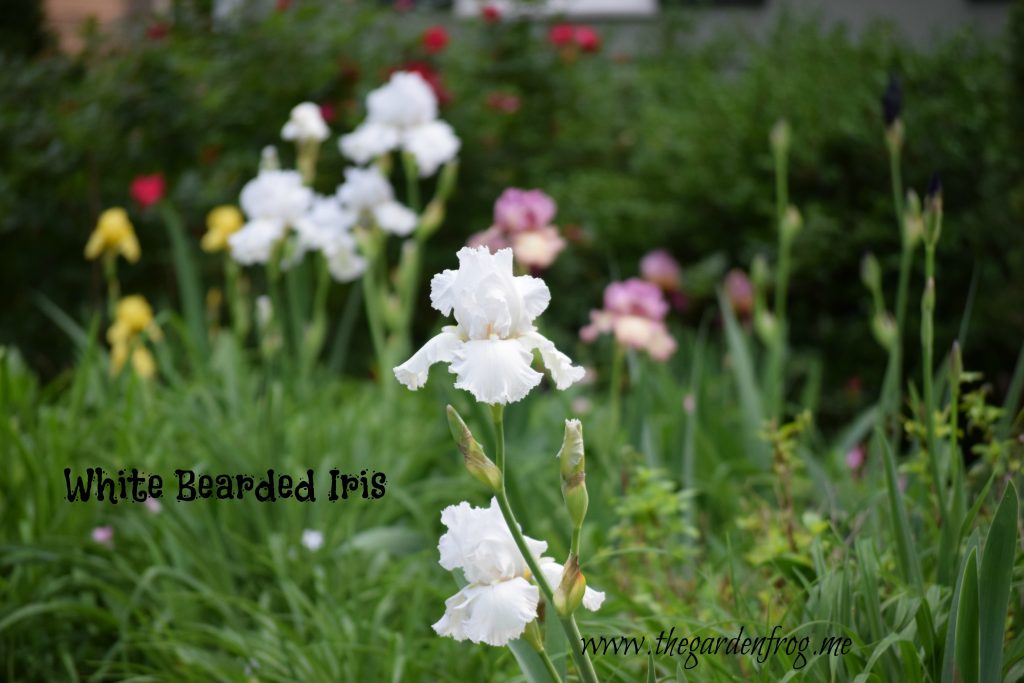 Plant Iris in the garden