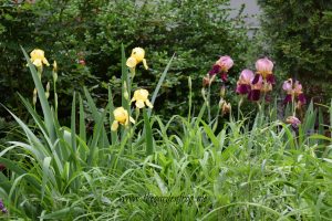 Plant Iris in the garden