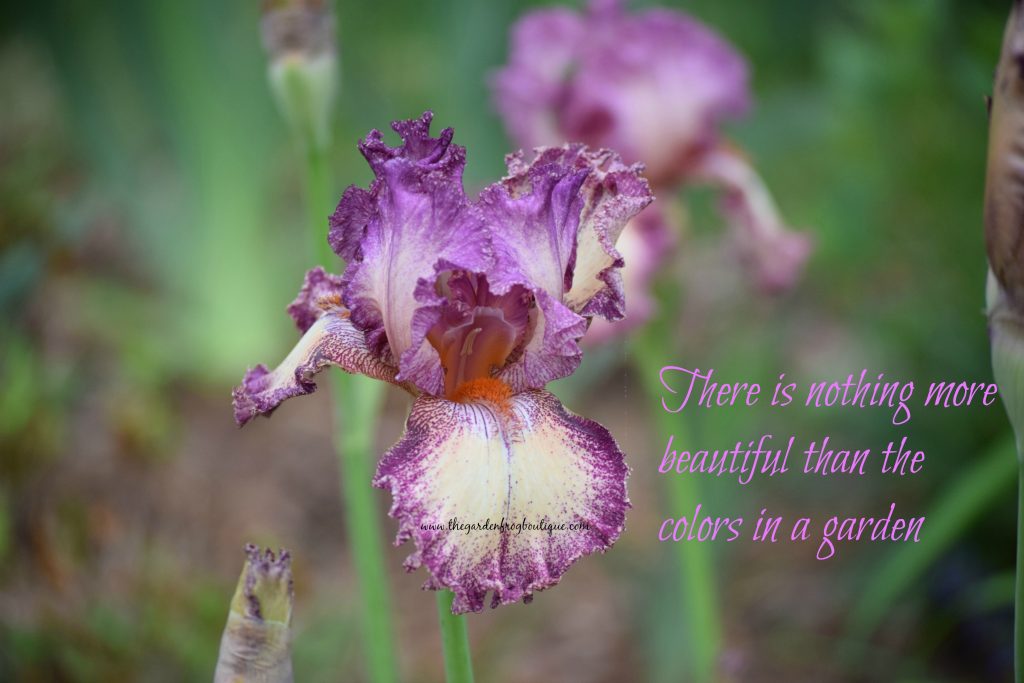 Plant Iris in the garden, gardening quote by me