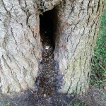 What is the smelly tar like substance leaking from my Oak tree? slime flux, wet wood