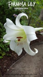 Formosan lily (formerly known as Formosa lily) L. formosanum
