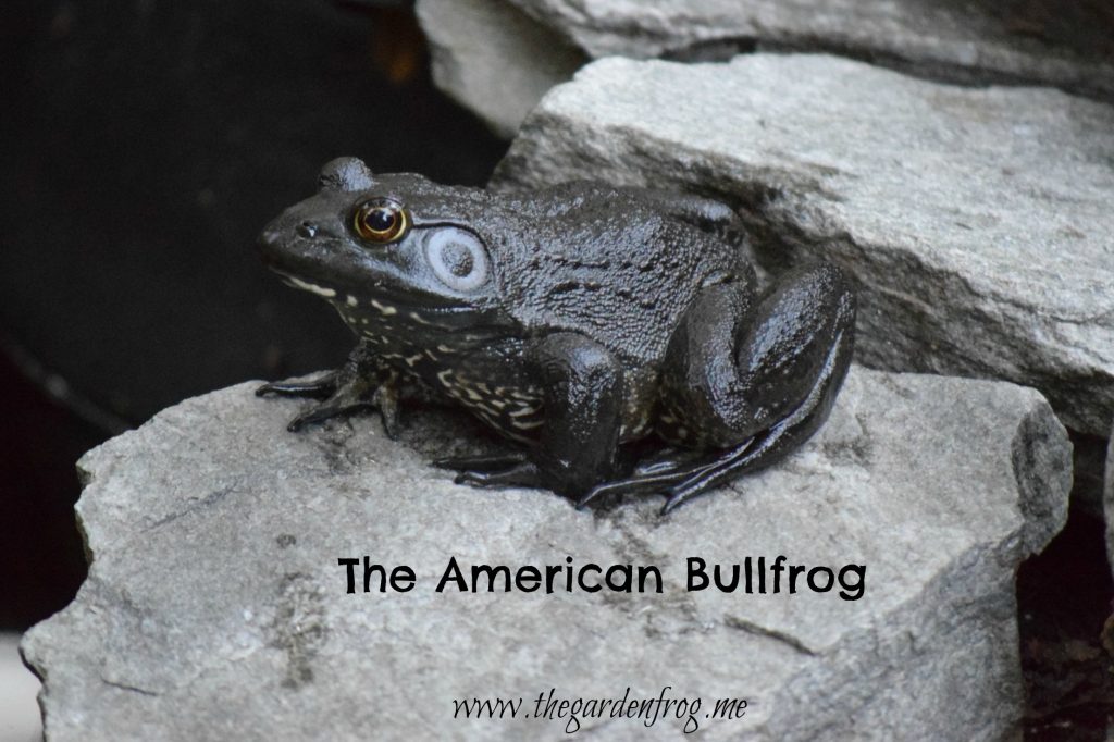 The American Bullfrog, frog in garden