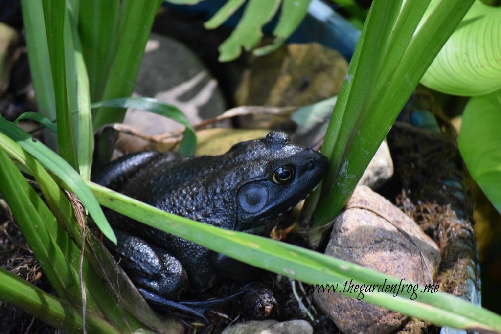 The American Bullfrog, frogs in garden, frog