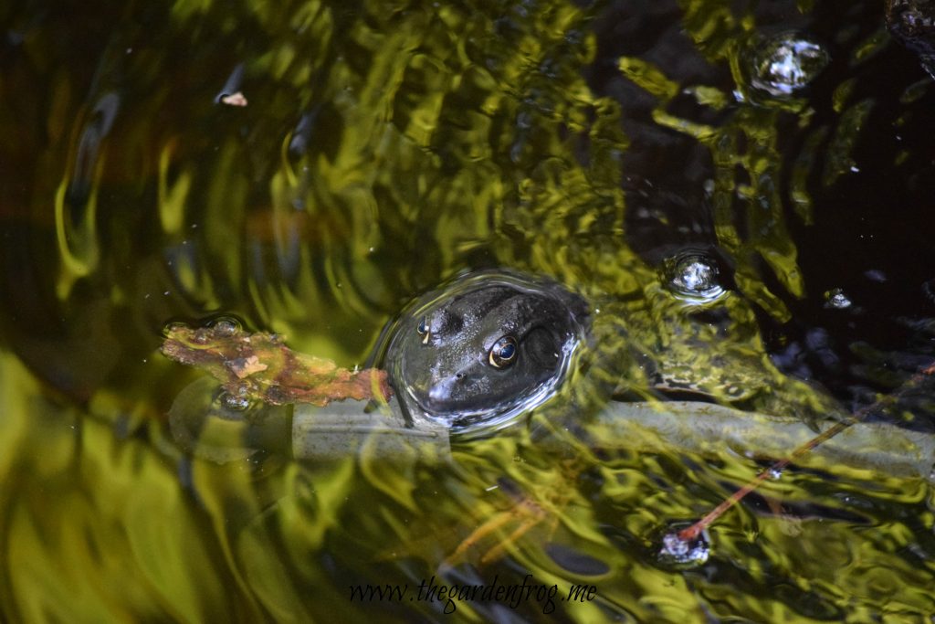 The American Bullfrog, frogs in garden, frog