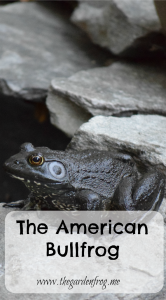 The American Bullfrog, frog, frogs in the garden