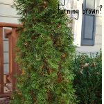 Why are the inner leaves of my Arborvitae turning brown?
