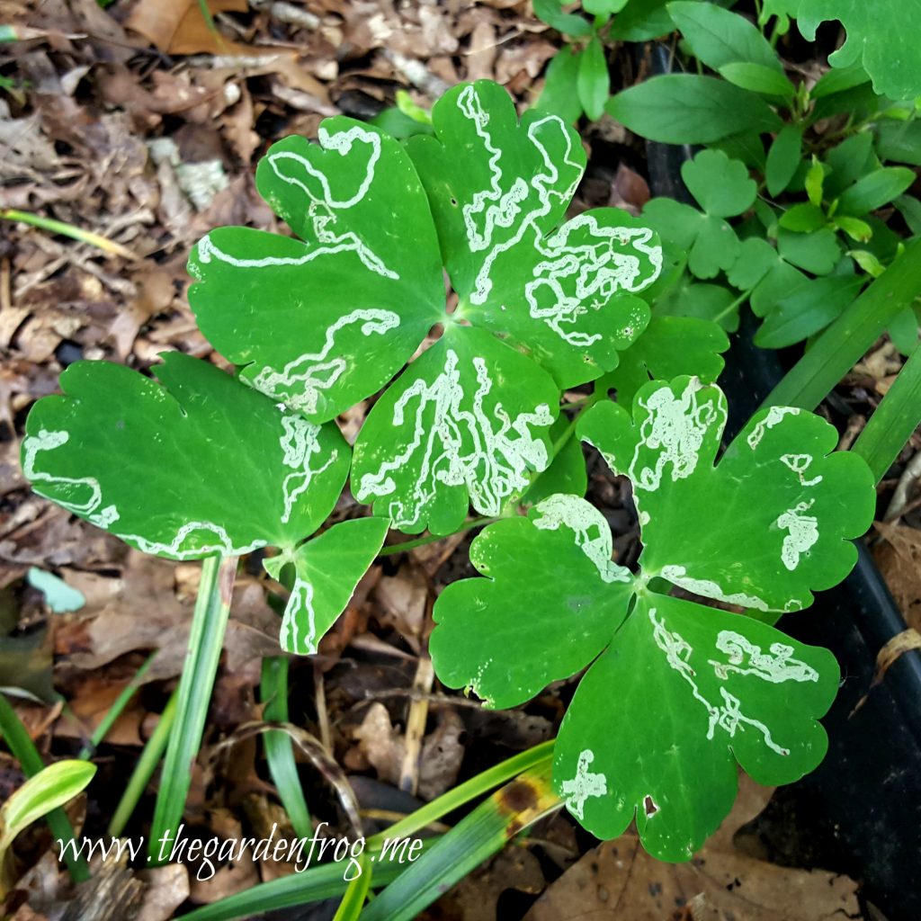What are the squiggly lines on my Aquilegia leaves?